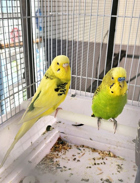 Волнистый попугайлар Valnistiy para