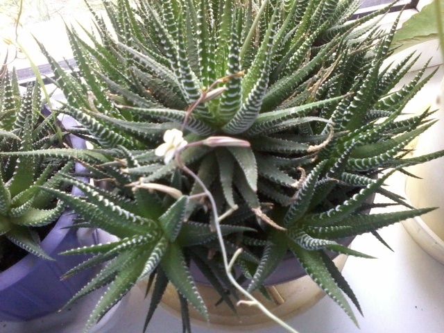 Продам комнатные цветы