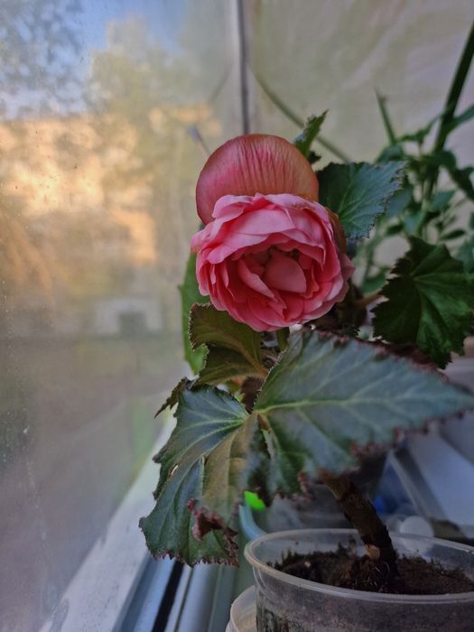 Бегония . Комнатные растения. Цветы.