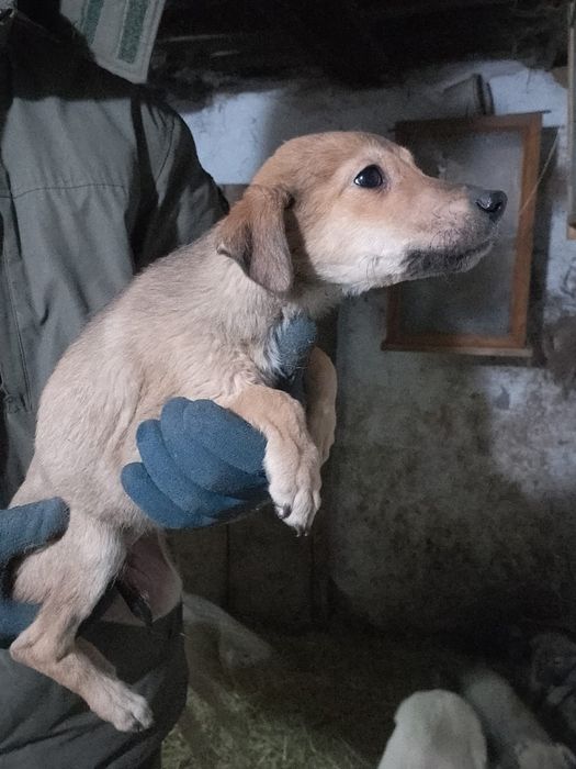 Отдам щенка в добрые руки