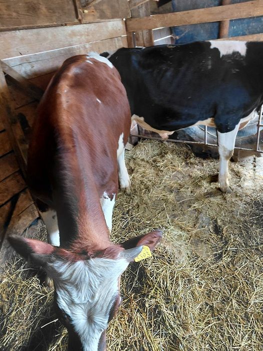 Doi tauri de vânzare