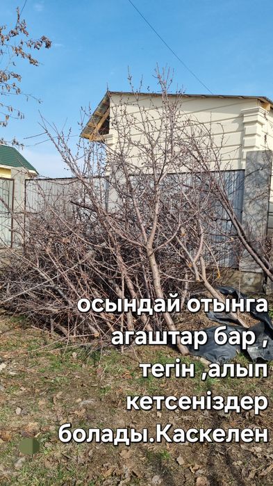 Дрова,дерево,отдам,  бесплатно