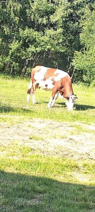 Vând vaca bună este afata