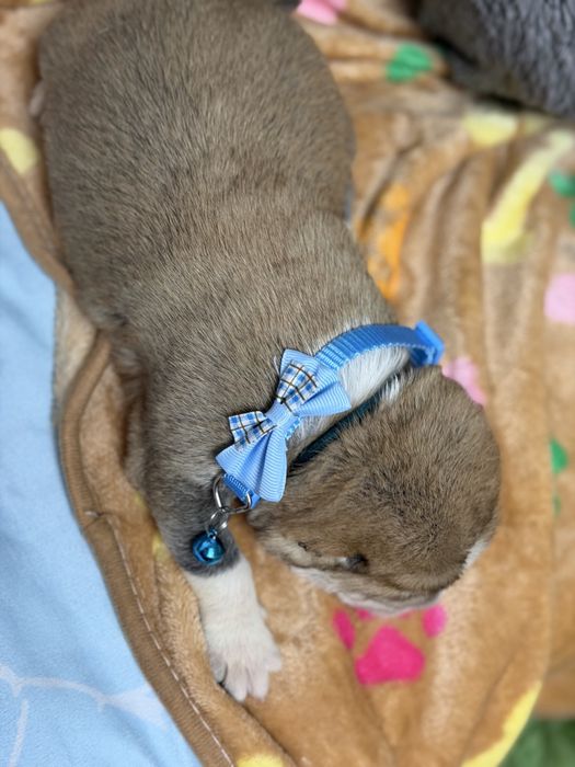 Продаются щенки алабай