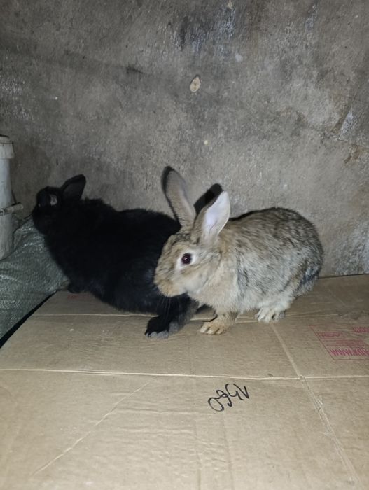 Продам маленьких кроликов