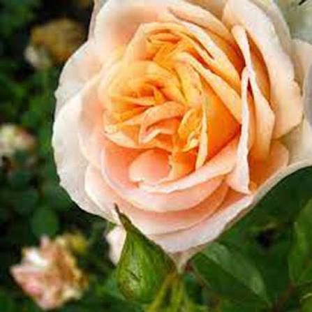 Trandafiri de tip tufa parfumati