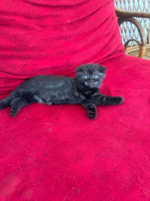 Продам шотландского котенка.