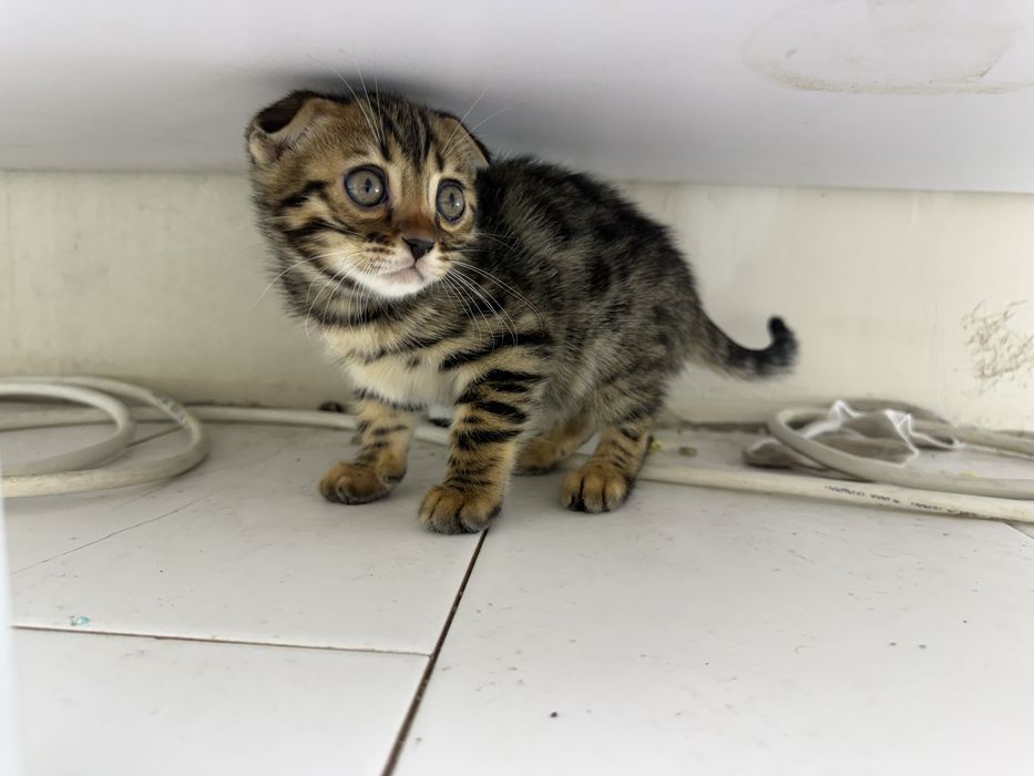 Бенгалка вислоухая