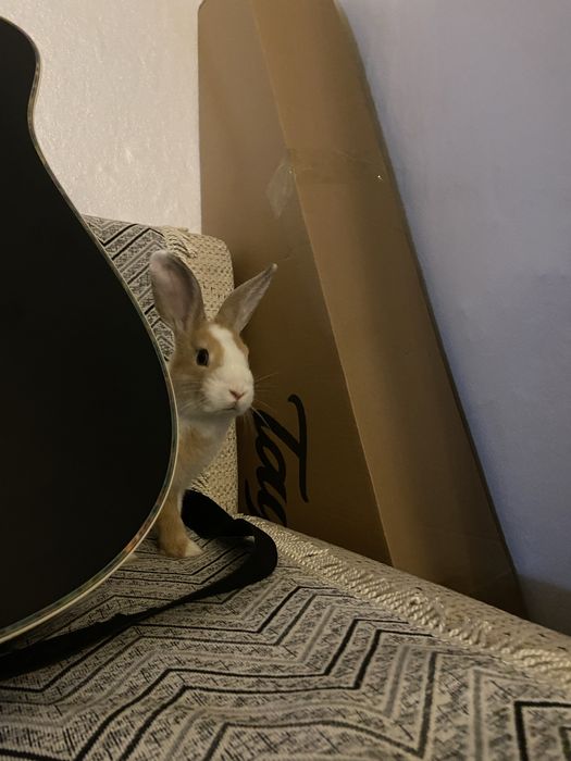 Декоротивный кролик