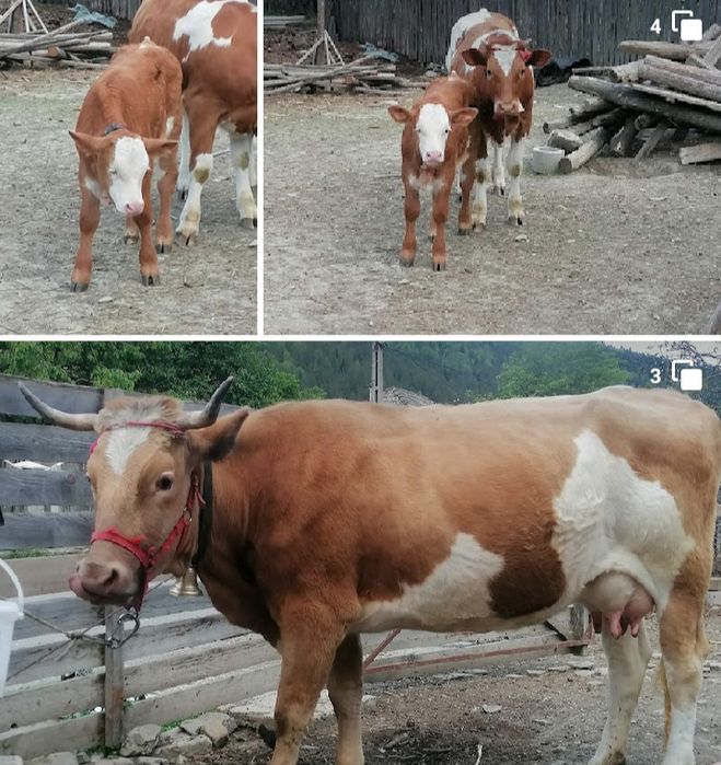 Vaca de talie mare
