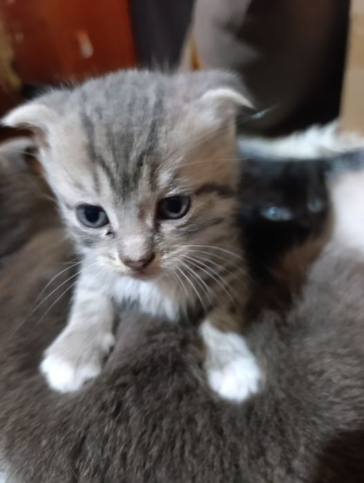 Отдам котят 3 девочки , даром ,,,