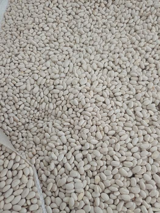 Vând fasole românească