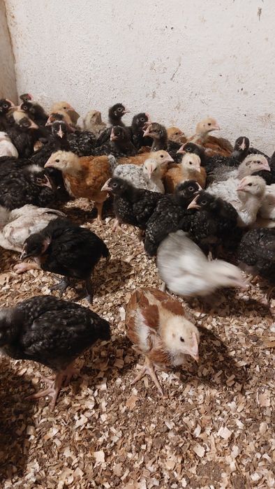 Vând bibilici,pui,rațe Peking