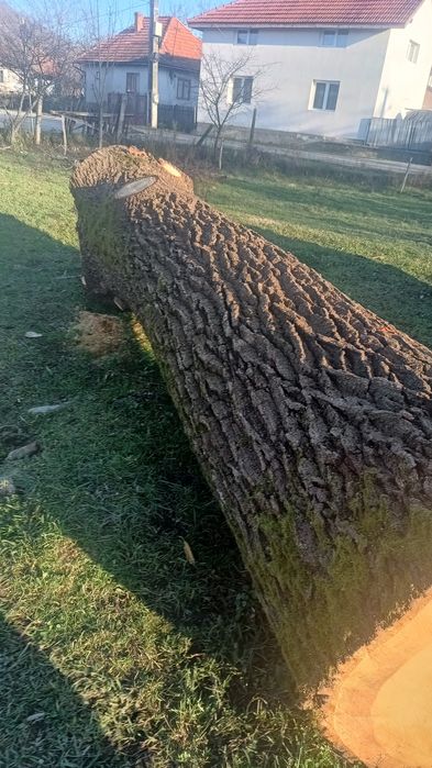 Vând bușteni goron