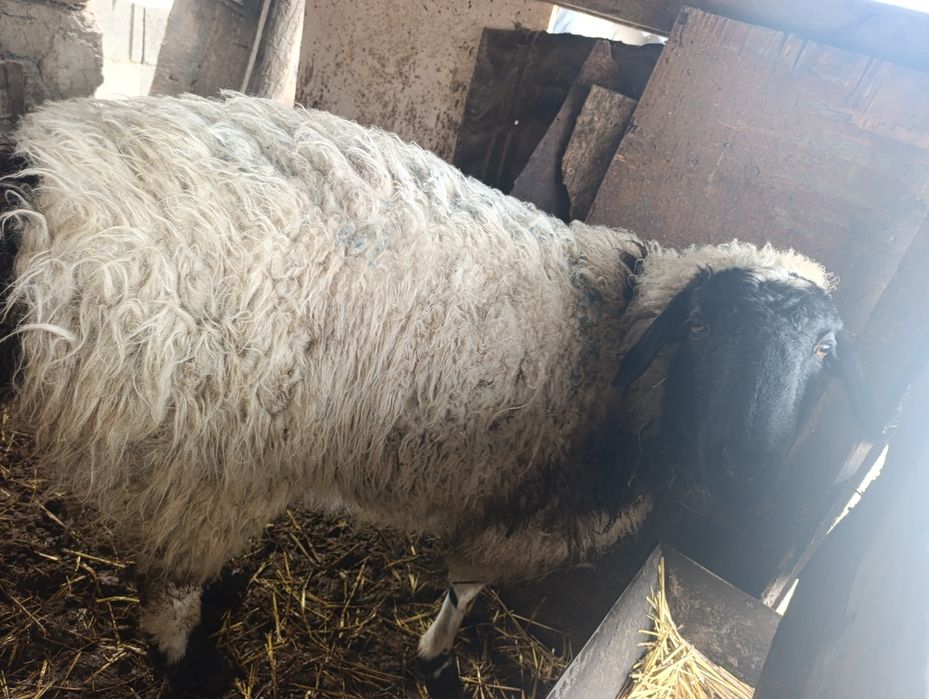 Продам кошкар кастрированный !