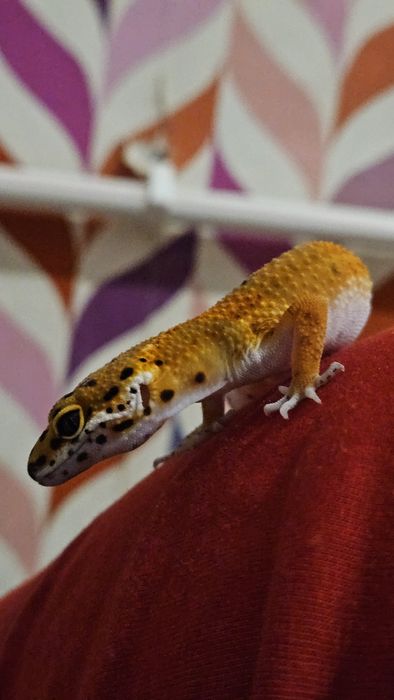 леопардовый гекко