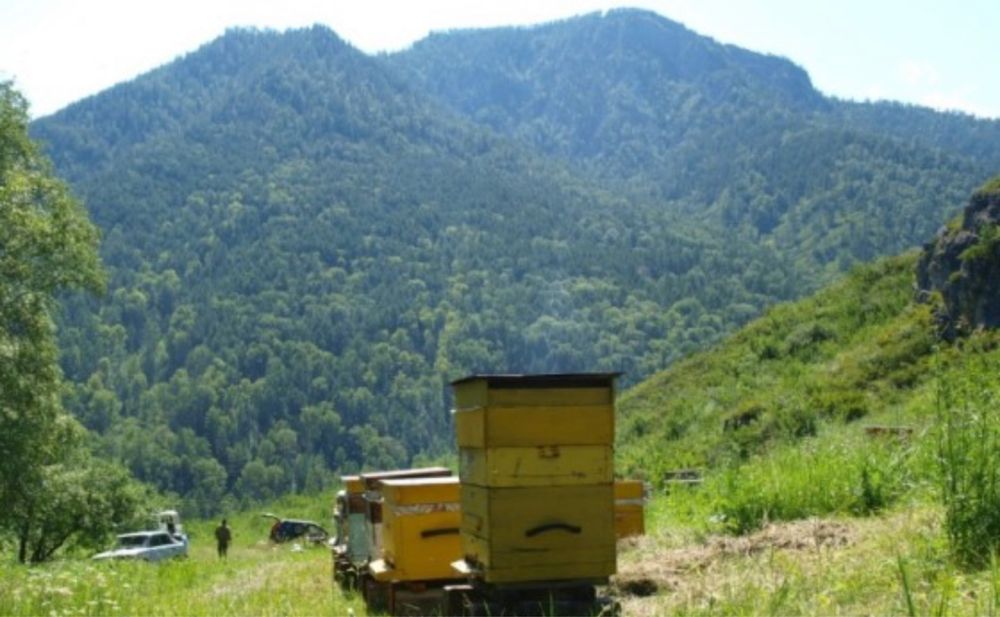 Натуральный Алтайский мёд