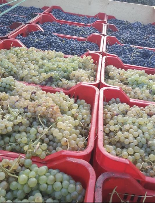 Struguri de vin