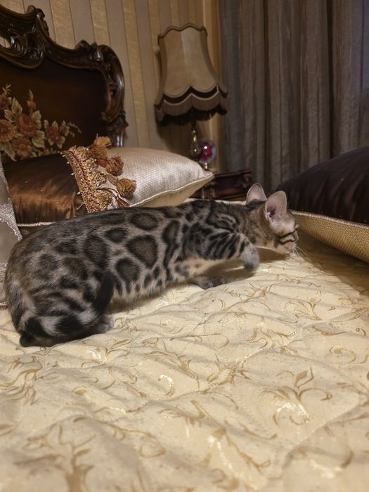 Бенгалски котета
