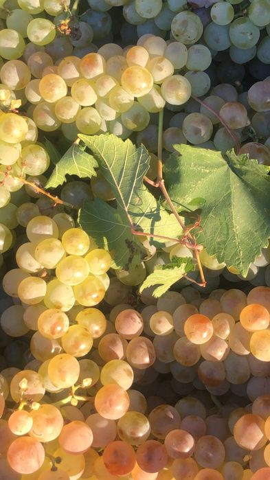 Strugurii de vin