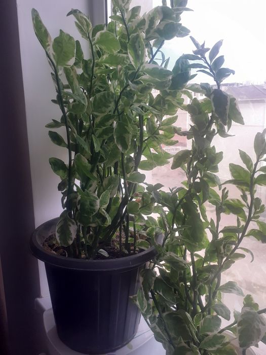 Гүлдер цчеты в горшке алое