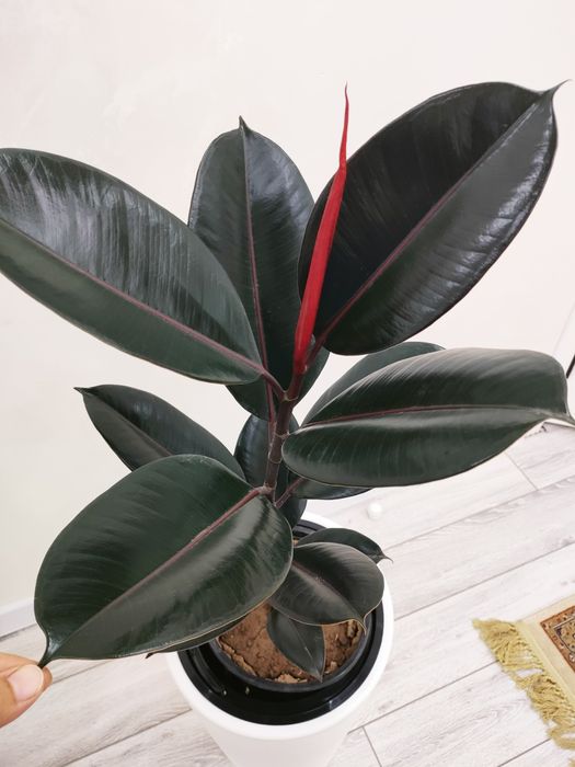 Комнатные цветы.. Доставка