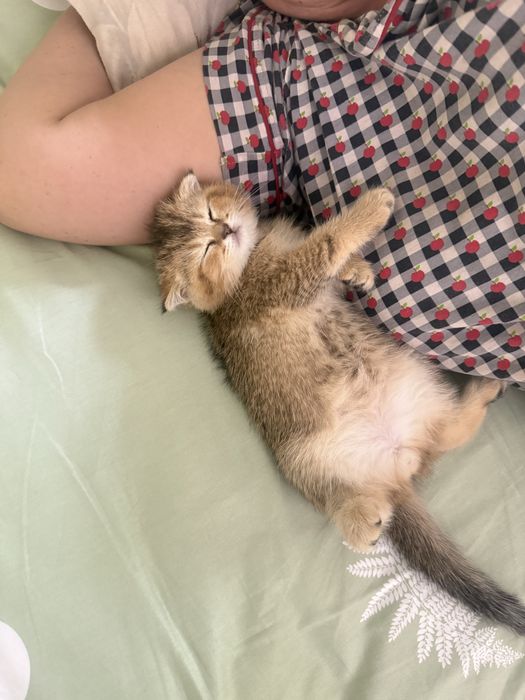 продаются котята шиншилы