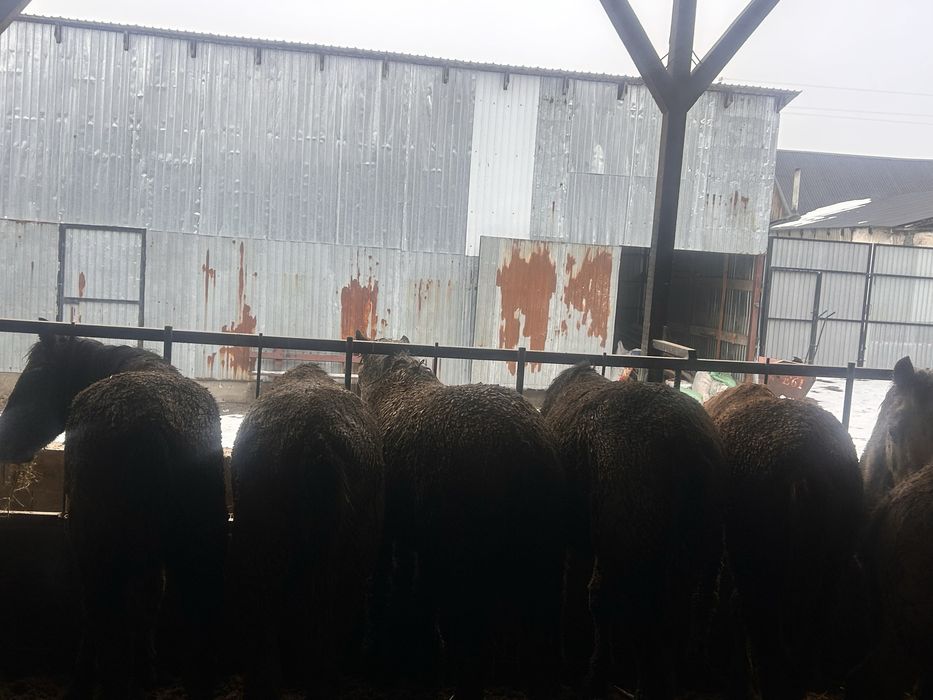 Семіз жылқы сатылады бордақы