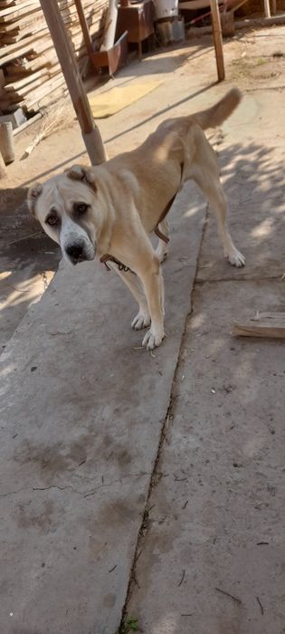 Алабай собака хорошая