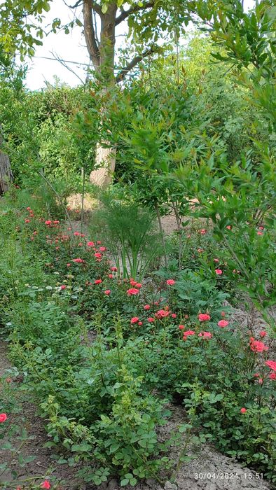 Atirgul koʻchati 3 xil rangda dona 10soʻm