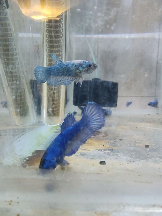 Zebre, betta, guppy, cory