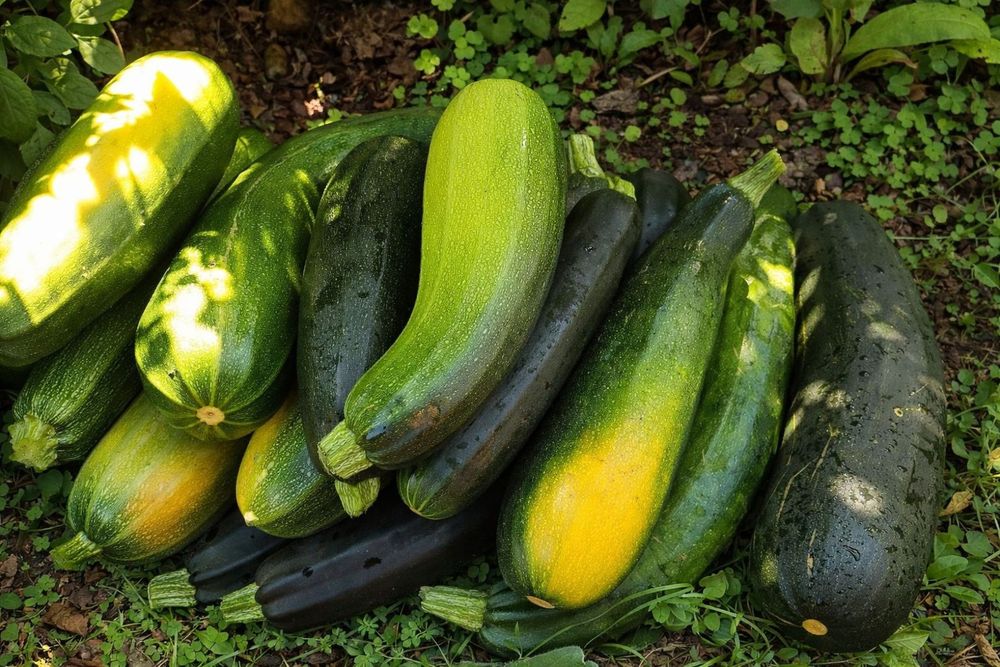 Продам кабачки домашние, крупные