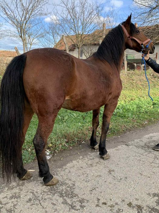 De vânzare o iapa eleganta !