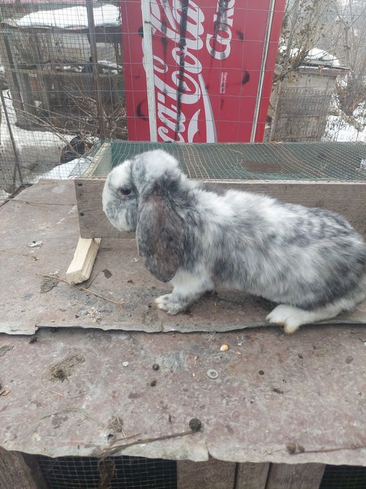 Berbec German  masculi