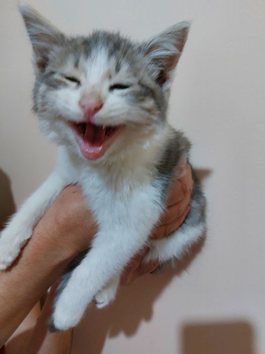 Yaxshi qollarga mushukcha