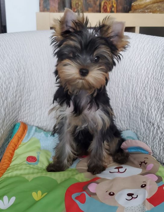 pui Yorkshire Terrier