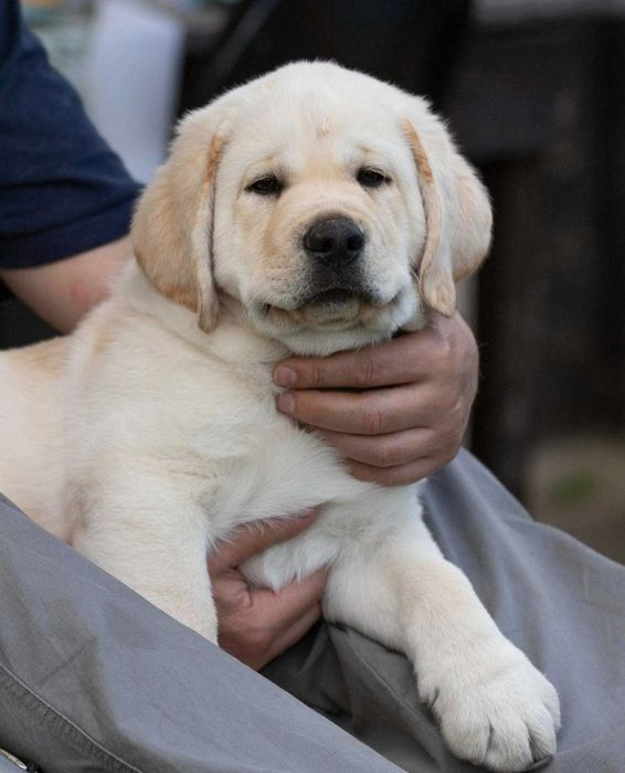 Чистокръвни Лабрадор ретривър мс.ваксини,чип+паспорт