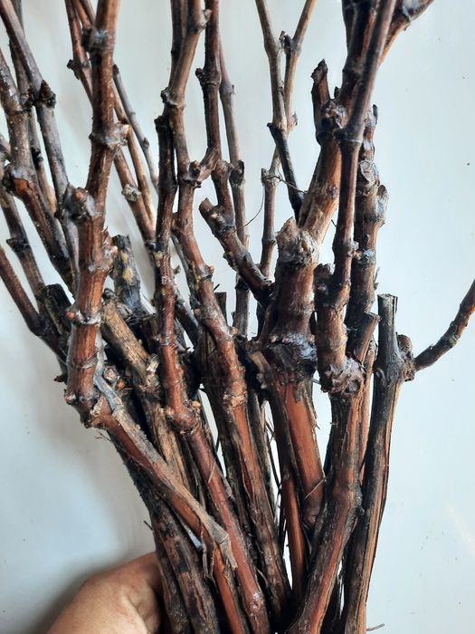 Butași Viță De Vie Hibridă