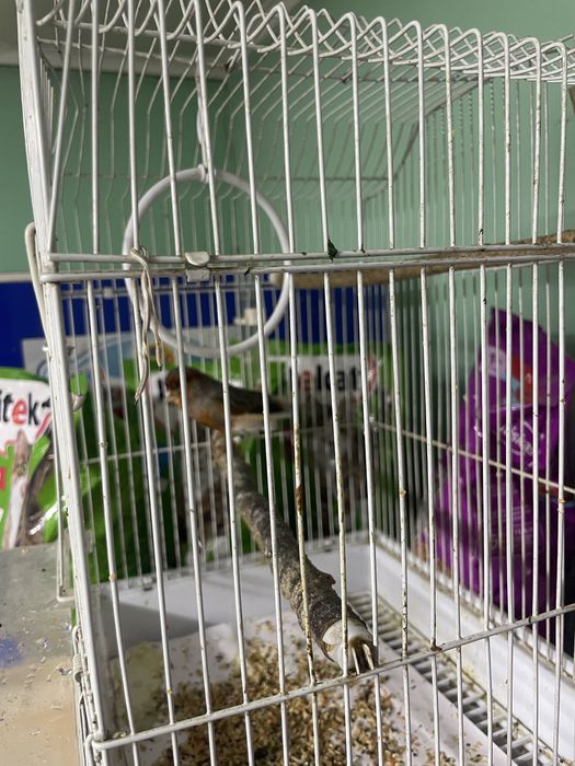 Продается канарейка