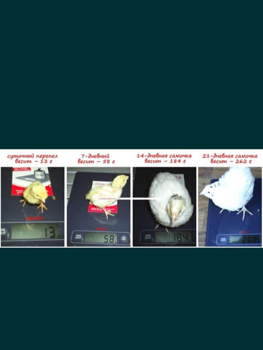 Bedanalar,  Yapon manjur va Beli gegand joʻjalari sotiladi