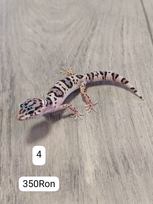 Soparla Gecko Leopard