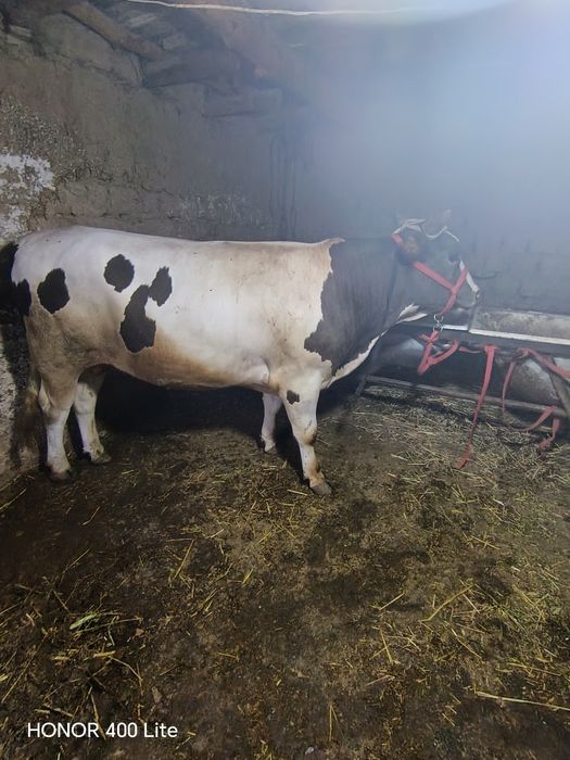 Buqa sotiladi zooori