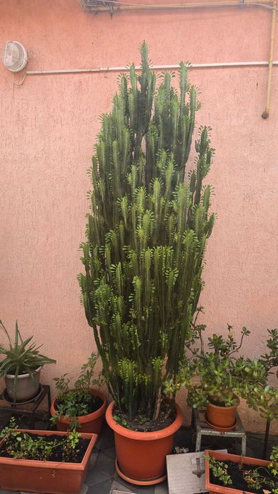 Cactus Euphorbia Trigona uriaș / impresionant - înălțime 2.20 m