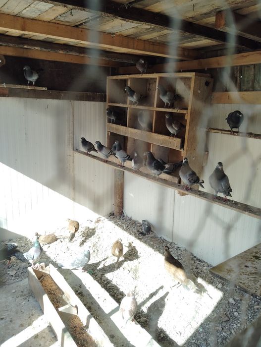 Vând porumbei voiajori