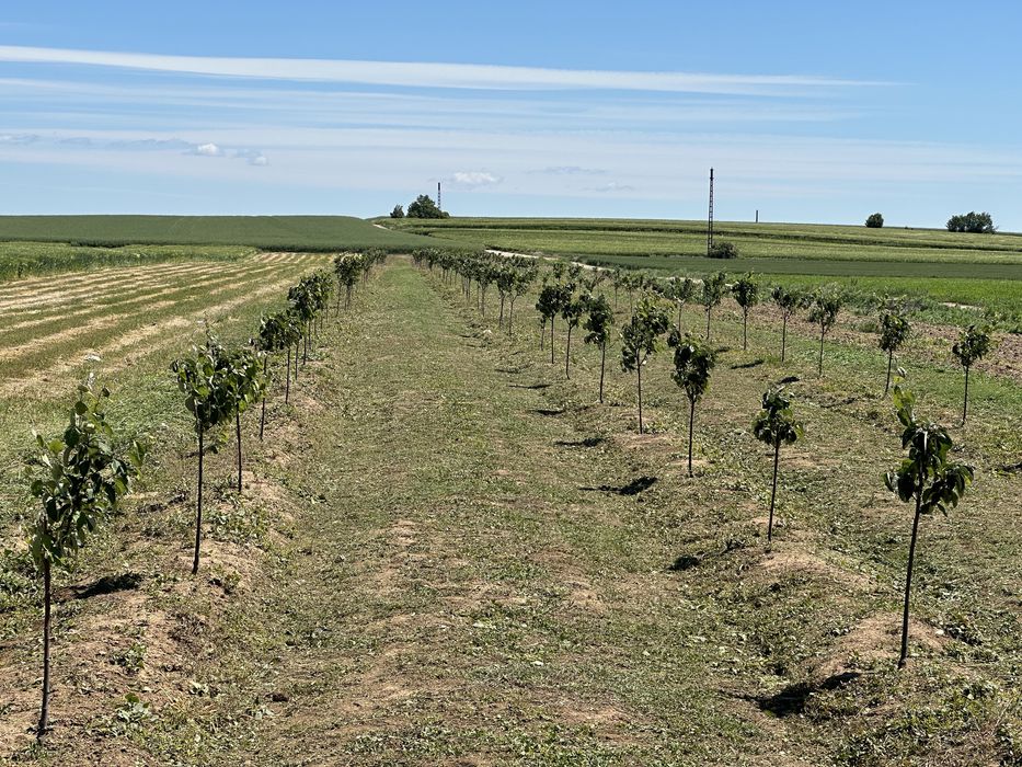 Pomi fructiferi -Livezi