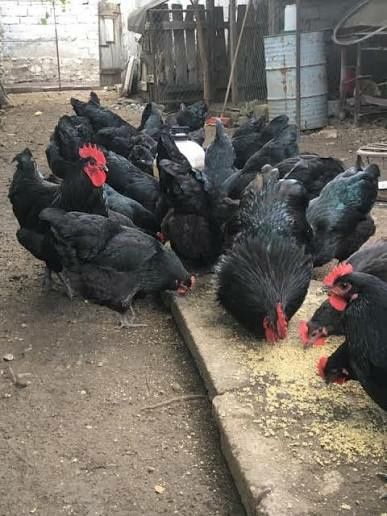 Vand găini outoare rasa pură moravia