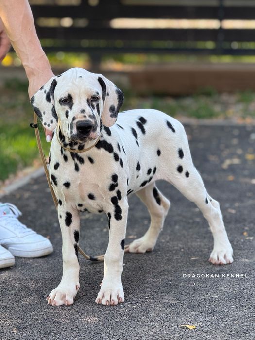 Dalmatian rasă pură cu pedigree