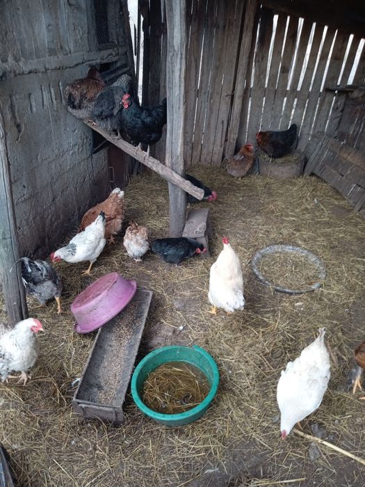 Se vând păsări de curte crescute bio