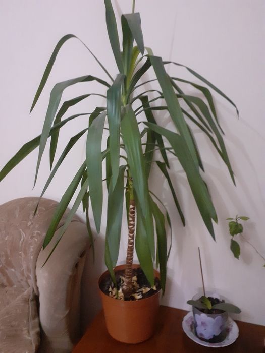 Продам комнатный цветок Юкку