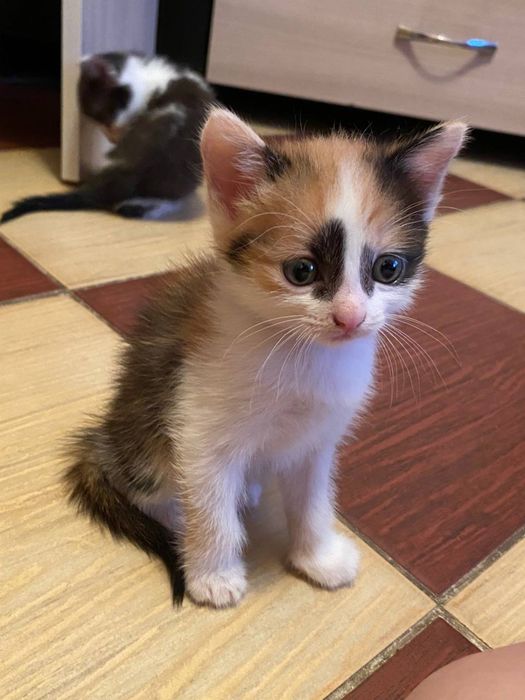 котенок в добрые руки отдам